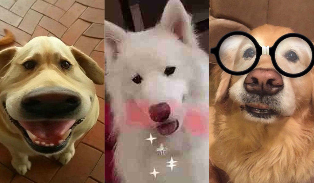 puede verse tu mascota con nuevos filtros de Snapchat | KienyKe