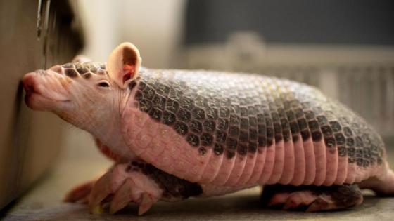 armadillo coletrapo Medellín noticias Antioquia 
