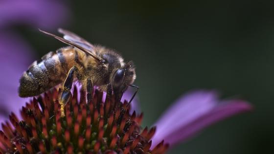 abejas día de las abejas noticias cada abeja cuenta