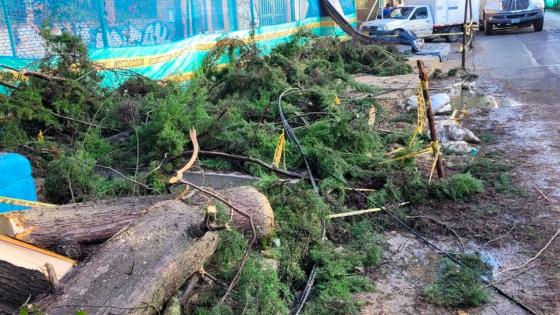 Caída de árbol dejó sin luz a cinco barrios de Bogotá 