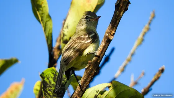 procolombia