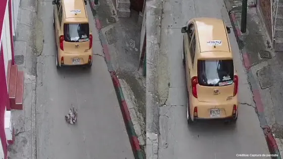 taxi-atropella-perrito