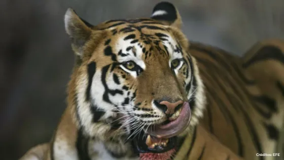 Tigres