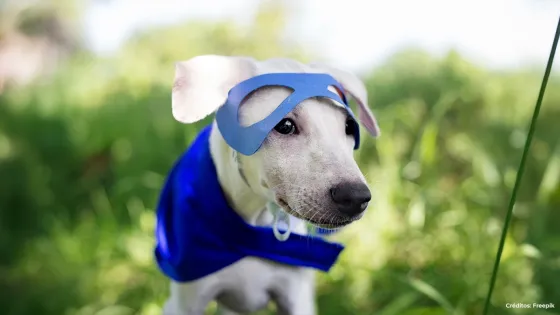 Perro 