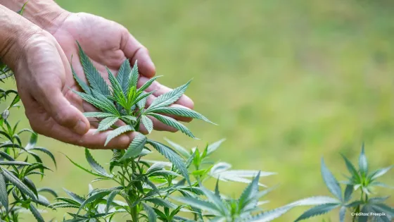 Cannabis medicinal.