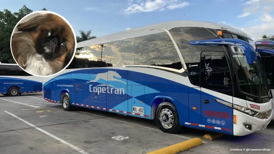 X @Copetranoficial