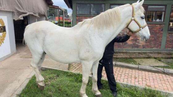 Caballos en adopción en Bogotá.