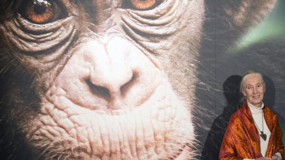 Jane Goodall