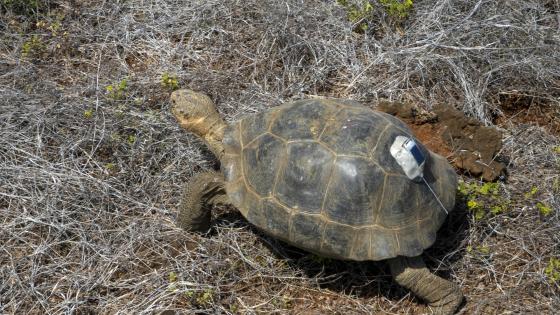 Fotografía cedida por el Ministerio de Ambiente de Ecuador que muestra una tortuga en Galápagos (Ecuador). Floreana, una de las trece islas grandes que componen las Islas Galápagos (Ecuador), vuelve a tener desde este viernes, por primera vez en 180 años, descendientes de su especie autóctona de tortuga gigante caminando en su territorio, tras la liberación de 158 ejemplares criados como parte del programa de conservación y recuperación de esta emblemática especie que da nombre a la región insular.