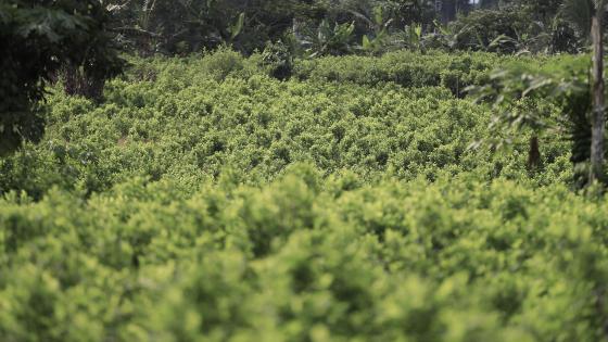 Fotografía que muestra un cultivo de coca este viernes, en el Valle del Guamuez (Colombia).