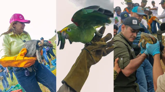 liberación-animales silvestres- rescatados-Meta