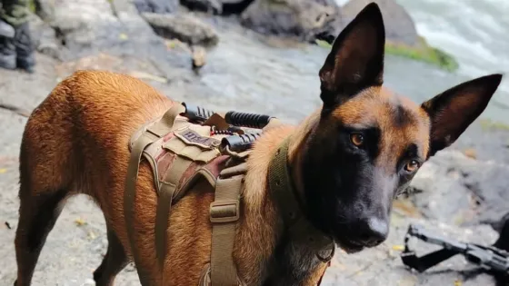 Hela 5, perra del Ejército Nacional