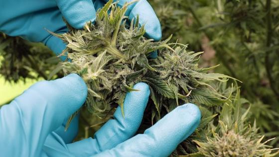 Uso de cannabis recreativo