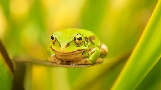Conservación de flora y fauna en Bogotá