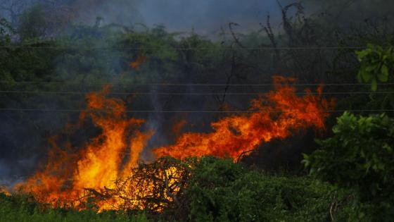 Incendio forestal en el tolima podrían ser provocados