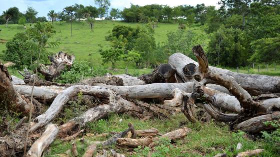 deforestacio