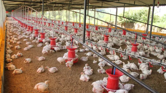 Colombia fortalece controles sanitarios para exportar pollo y cerdo