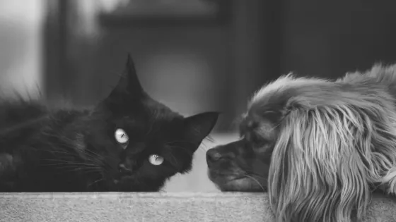 Envenenamiento de perros y gatos en Colina Campestre
