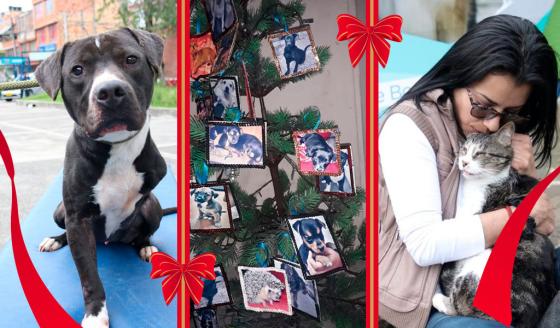 Perros callejeros, el mejor regalo de Navidad
