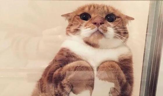Gatos sobre vidrios: un hilo que enterneció a Twitter Gatos sobre vidrios: un hilo que enterneció a Twitter