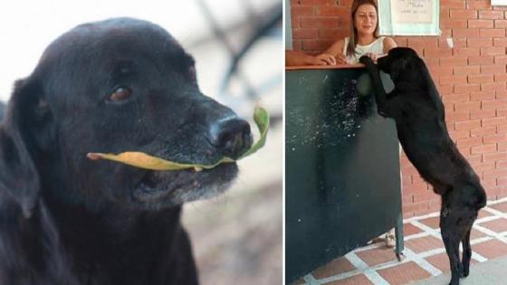 Perro compra galletas con una hoja 