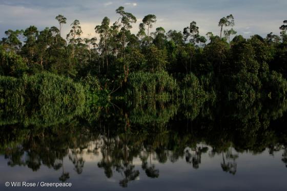 Foto: Will Rose / Greenpeace / Día Mundial de la Naturaleza. Día Mundial de la naturaleza.