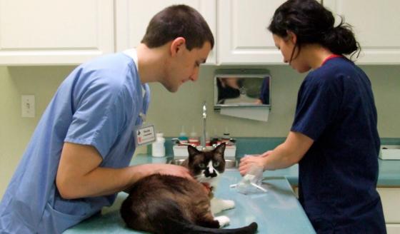 Nueva jornadas de esterilización de mascotas en Bogotá Nueva jornadas de esterilización de mascotas en Bogotá