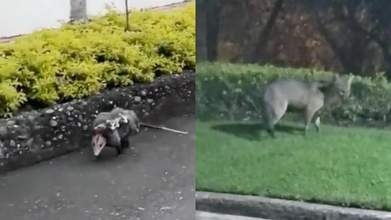 animales salvajes en ciudades