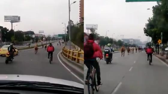 Caballos corriendo por Suba