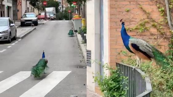 Pavos reales en las calles de España Pavos reales en las calles de España