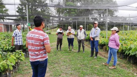 cultivos de coca