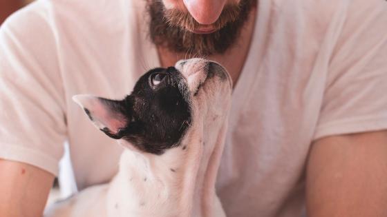 Cuidado de los perros Cuidado de los perros