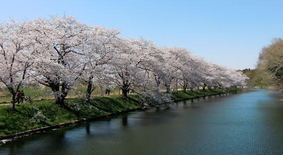 primavera primavera