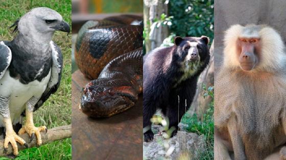 Animales zoologicos Colombia hambre