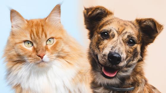 Mascotas no tiene coronavirus Mascotas no tiene coronavirus