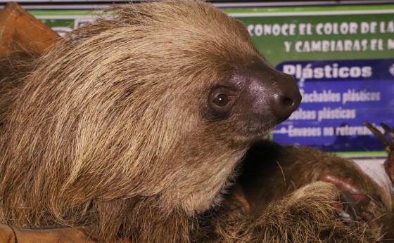 Oso perezoso encontrado en San Francisco