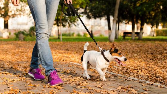 Pasear perros Pasear perros