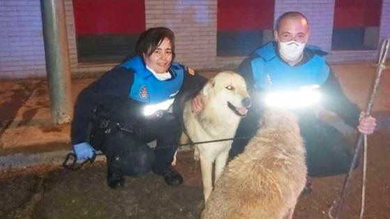 perro salva a su amigo 