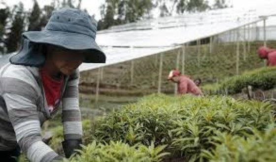 Créditos subsidiados para agro se están concentrando en grandes comercializadores Créditos subsidiados para agro se están concentrando en grandes comercializadores