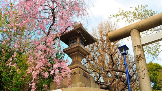 primavera primavera