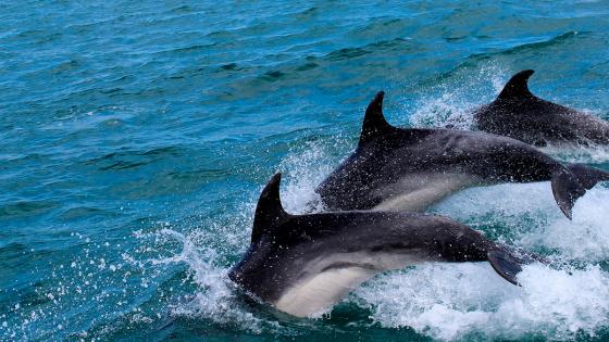Delfines La Guajira