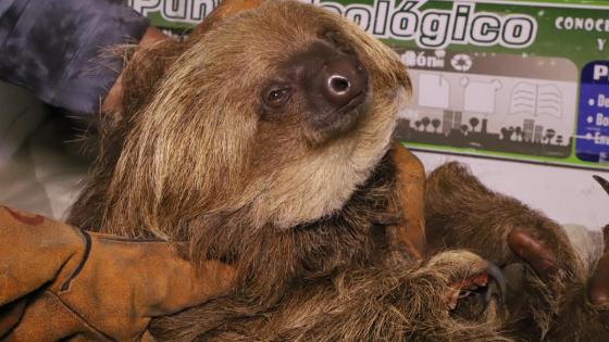 Oso perezoso encontrado en San Francisco de Sales Oso perezoso encontrado en San Francisco de Sales