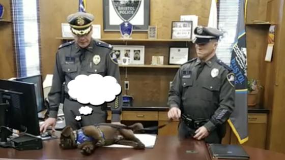 Perro se duerme en juramento Perro se duerme en juramento