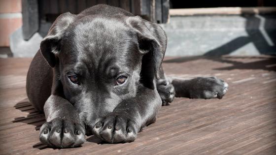 perros perros