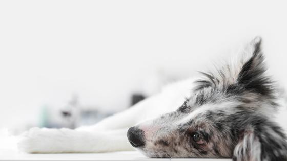 Cómo ayudar a un perro Cómo ayudar a un perro