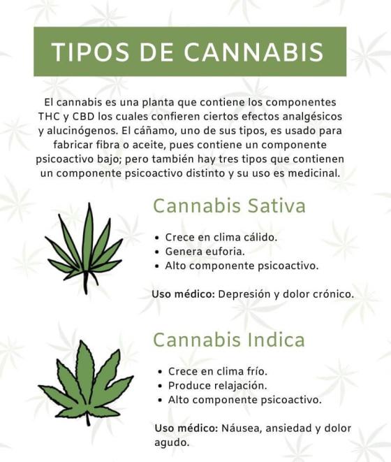 Tipos de cannabis Tipos de cannabis