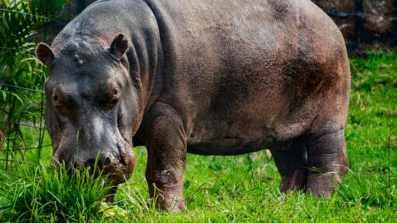 Ataque de Hipopótamo a un campesino