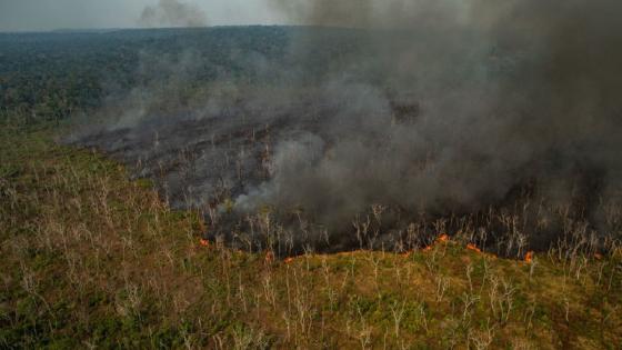 Deforestación e incendios en Amazonas
