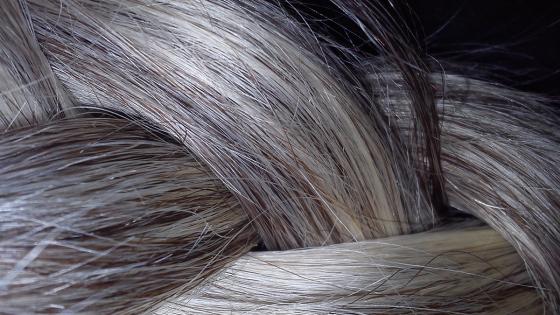 canas canas