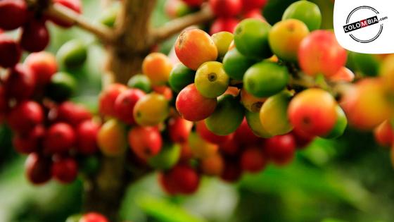 Apoyo del Gobierno Nacional revive optimismo del gremio cafetero